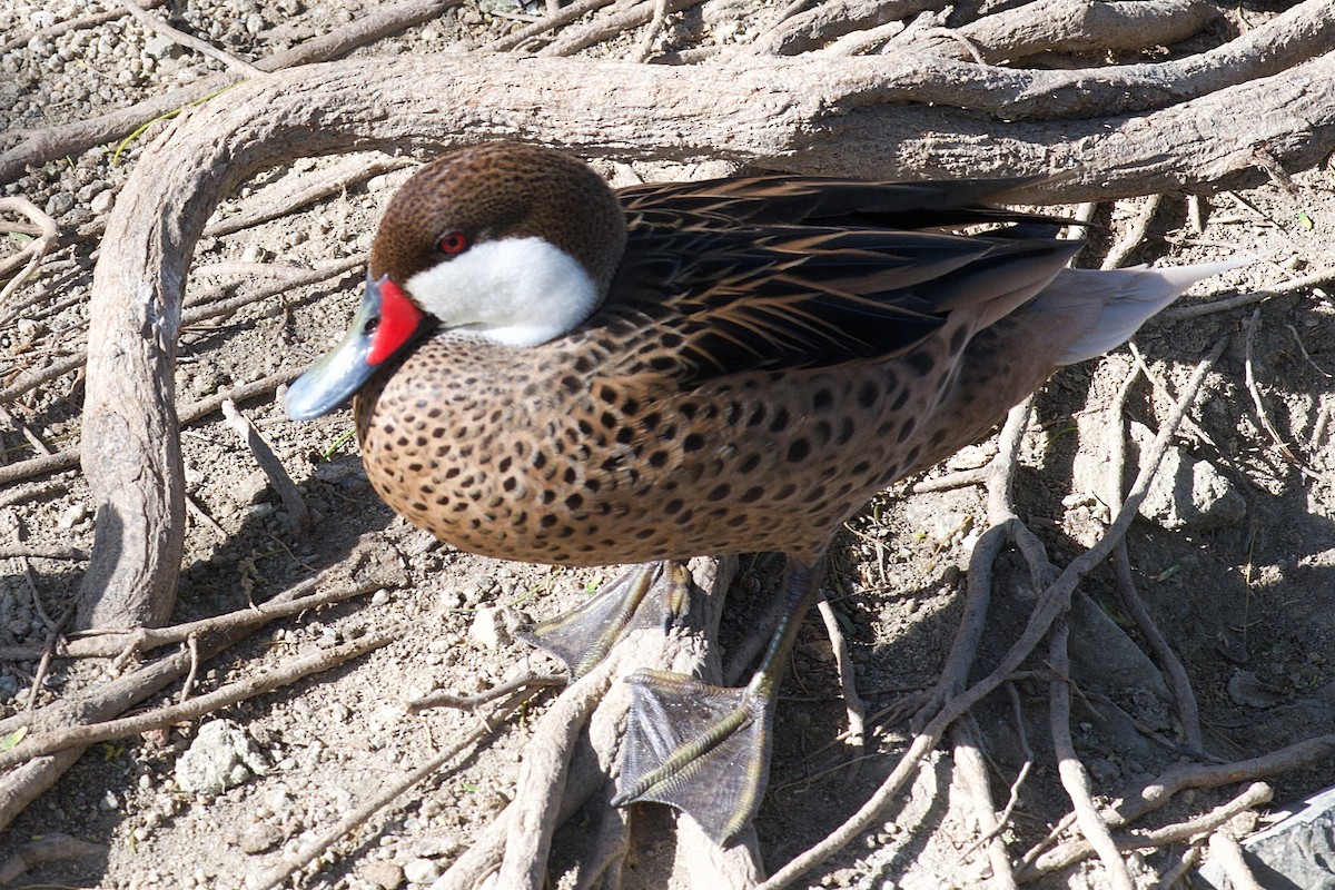 White-cheeked Pintail - ML652279273