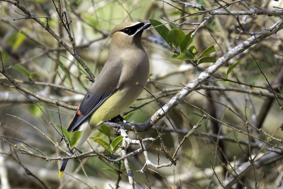 Cedar Waxwing - ML652279422
