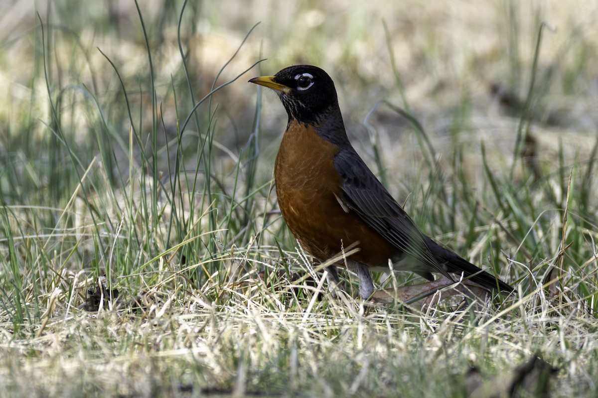 American Robin - ML652279424