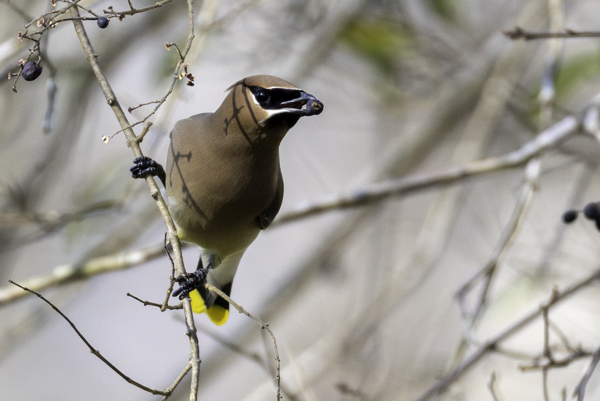 Cedar Waxwing - ML652279426