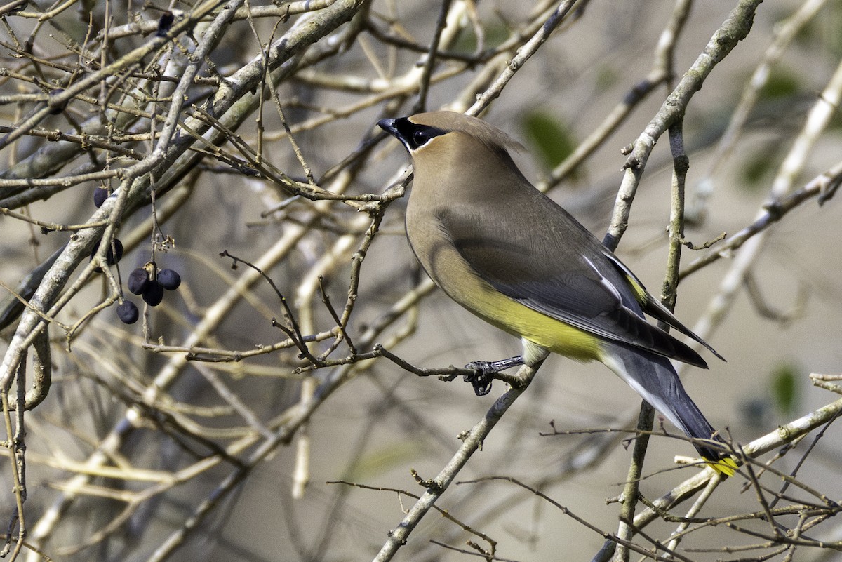 Cedar Waxwing - ML652279427