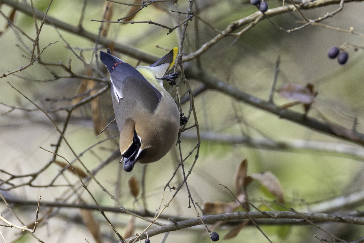 Cedar Waxwing - ML652279428