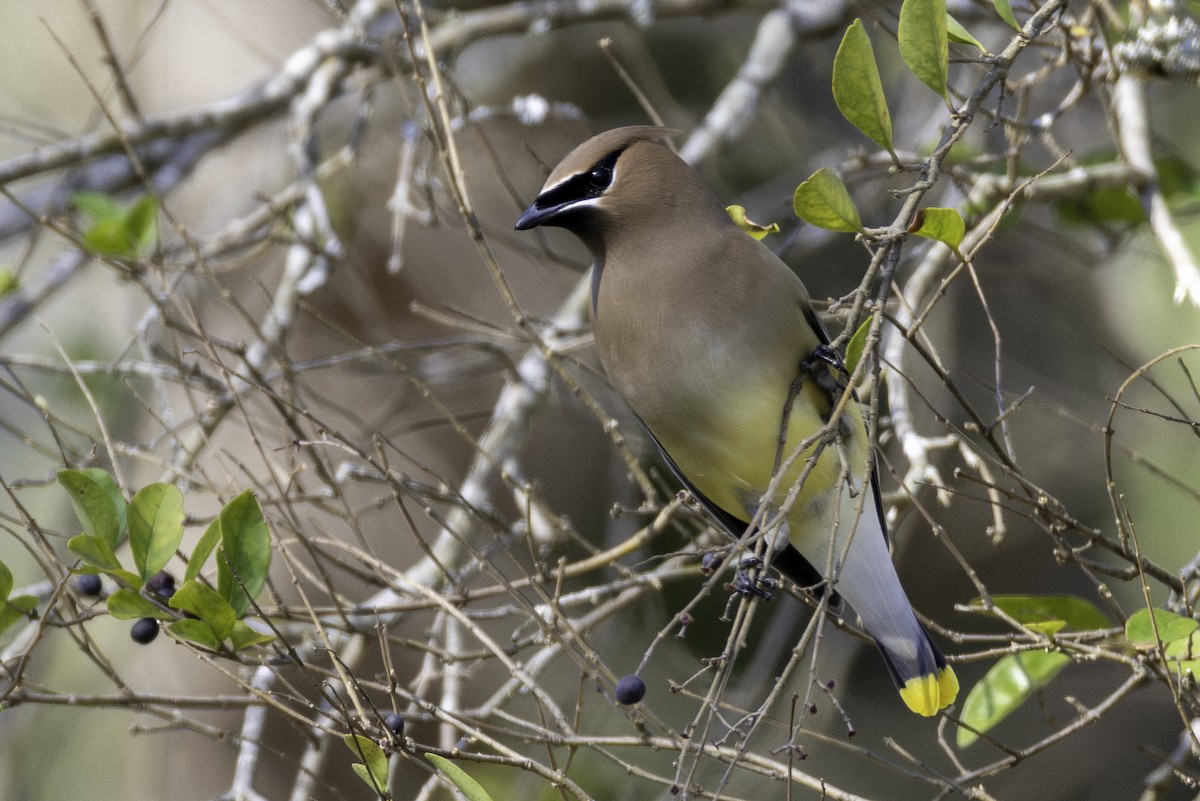 Cedar Waxwing - ML652279429
