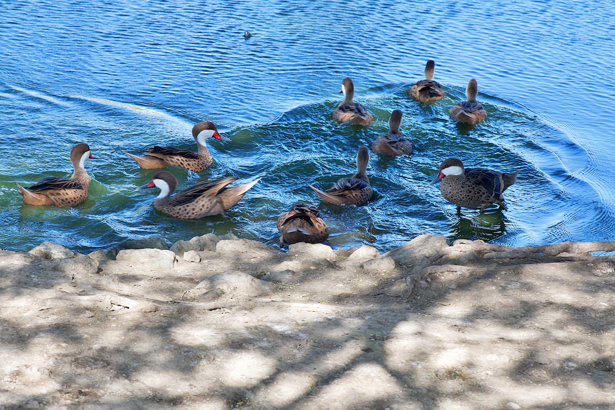 White-cheeked Pintail - ML652279466