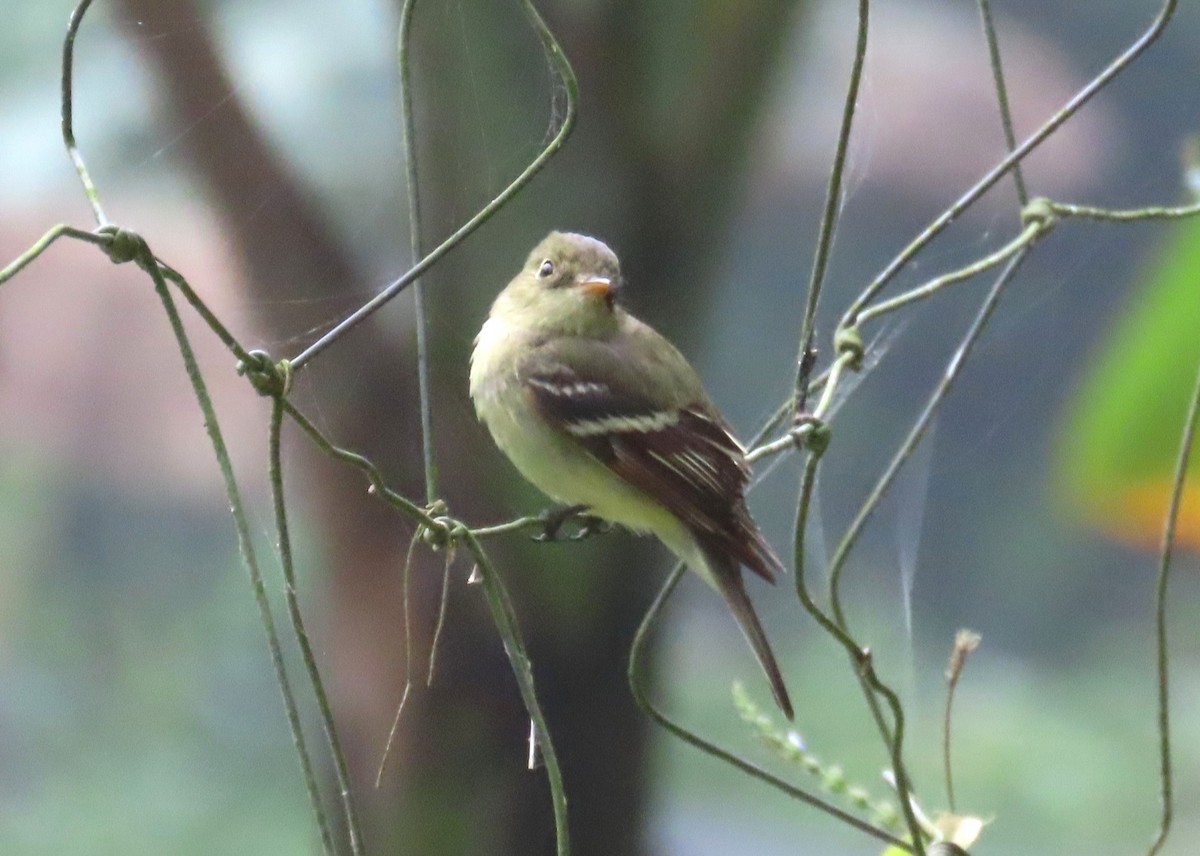 Yellow-bellied Flycatcher - ML652279541