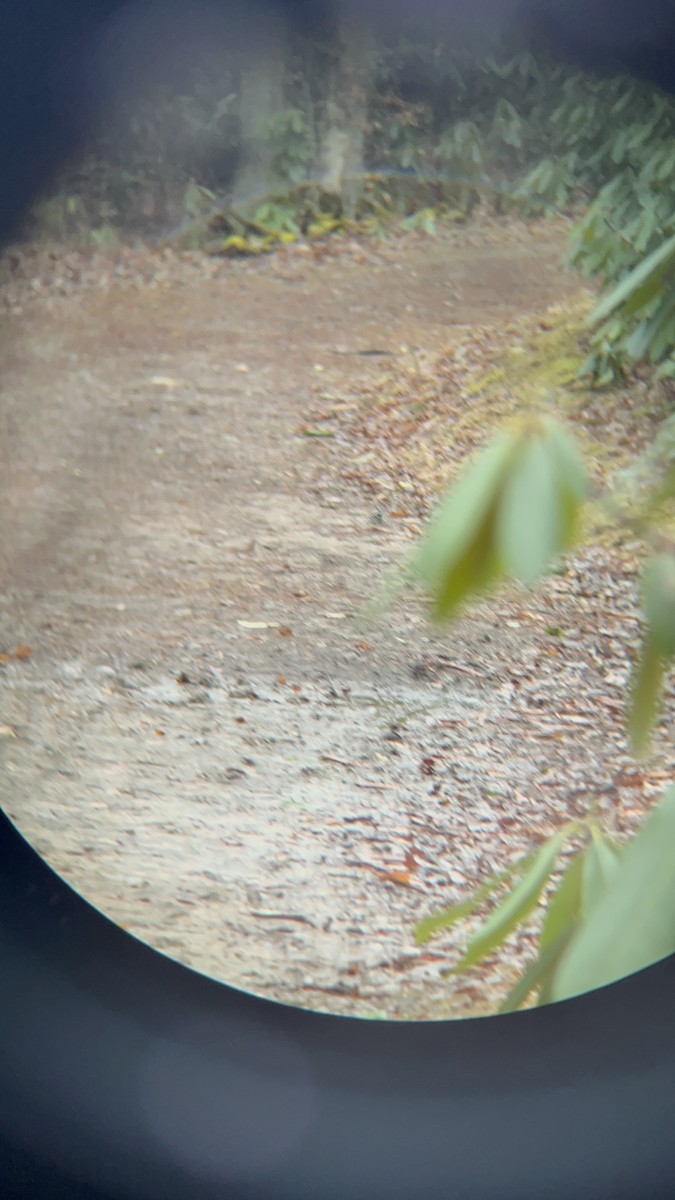 Downy Woodpecker - ML652279734