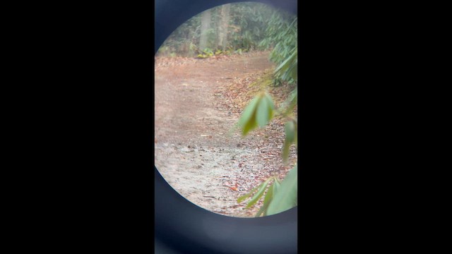 Downy Woodpecker - ML652279736