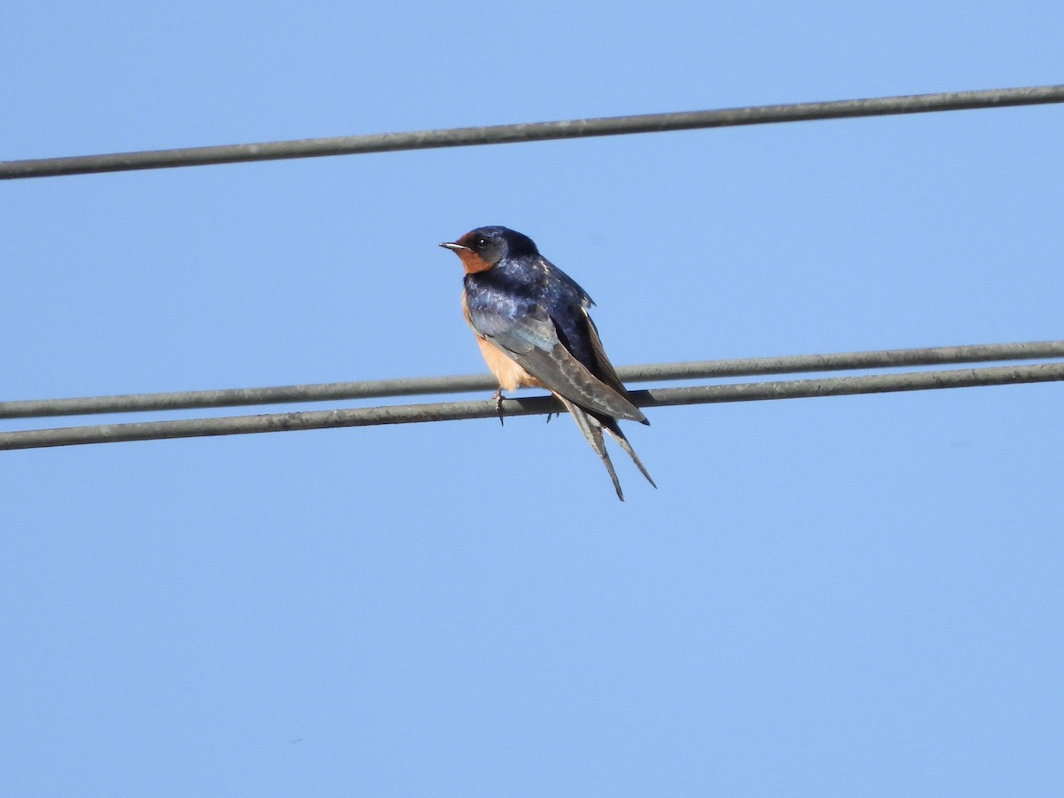 Golondrina Común - ML652280247