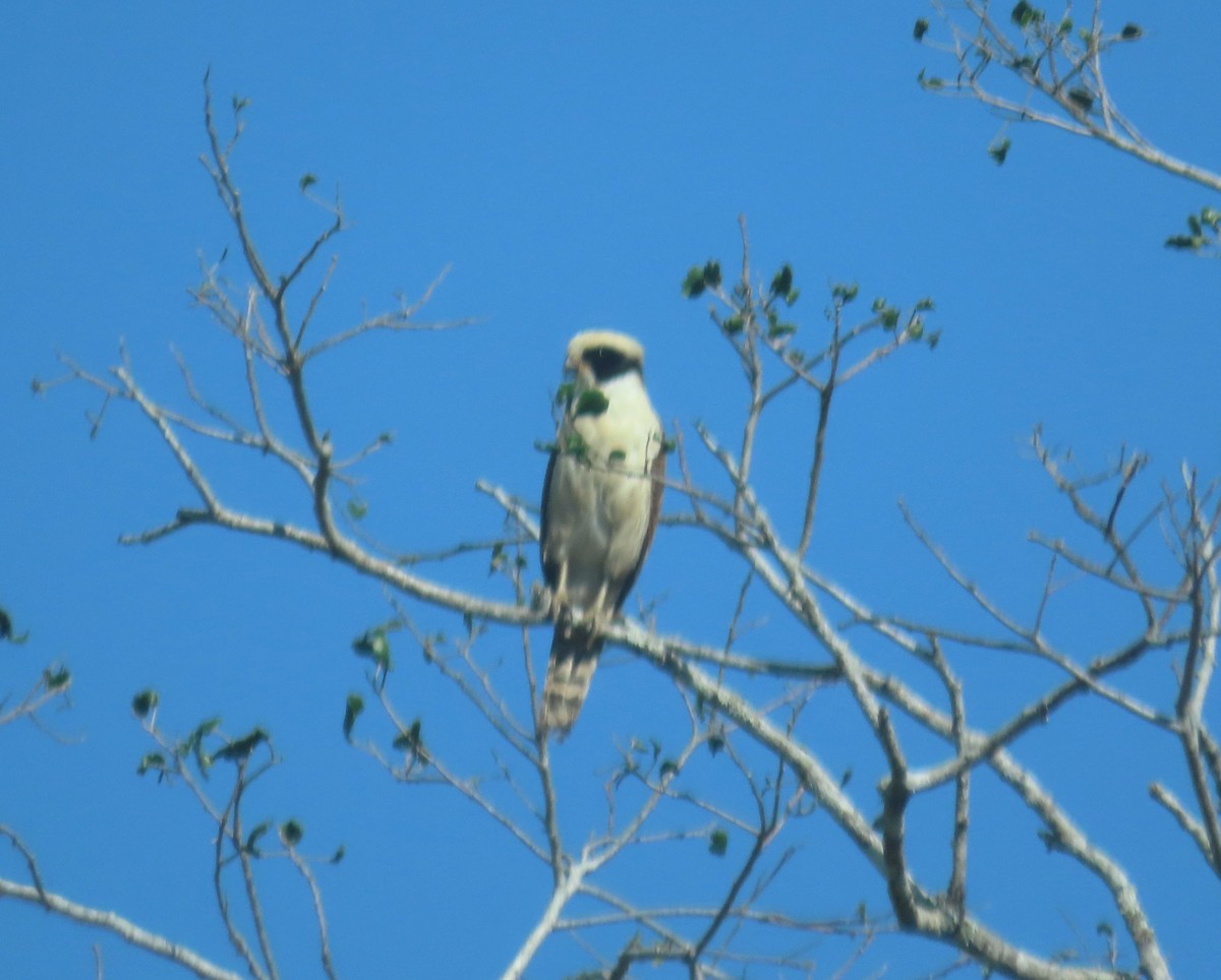 Laughing Falcon - ML652280734