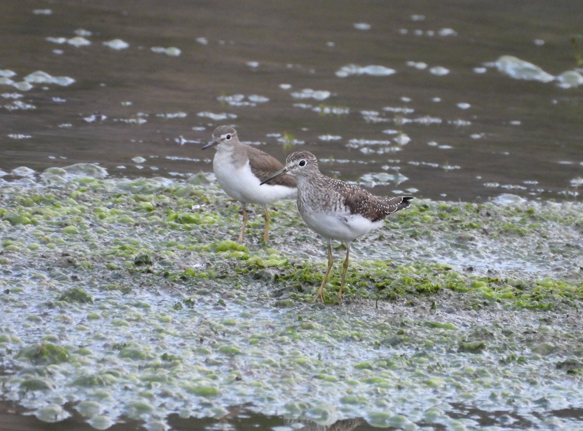 Solitary Sandpiper - ML652280752