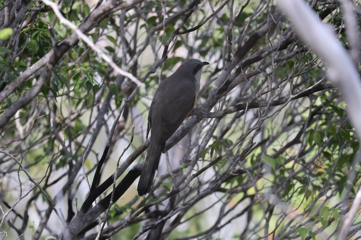 Кукліло мангровий - ML652280780