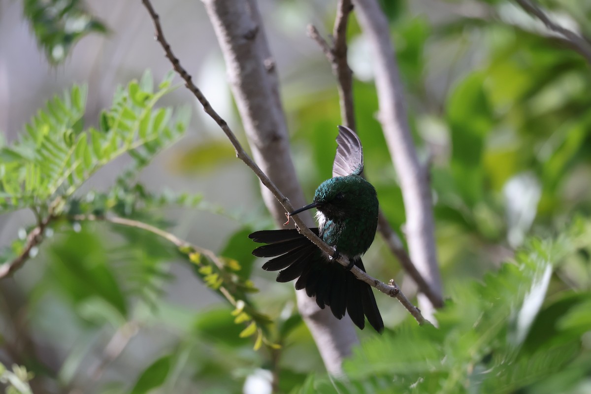 Колібрі-смарагд пуерто-риканський - ML652280820