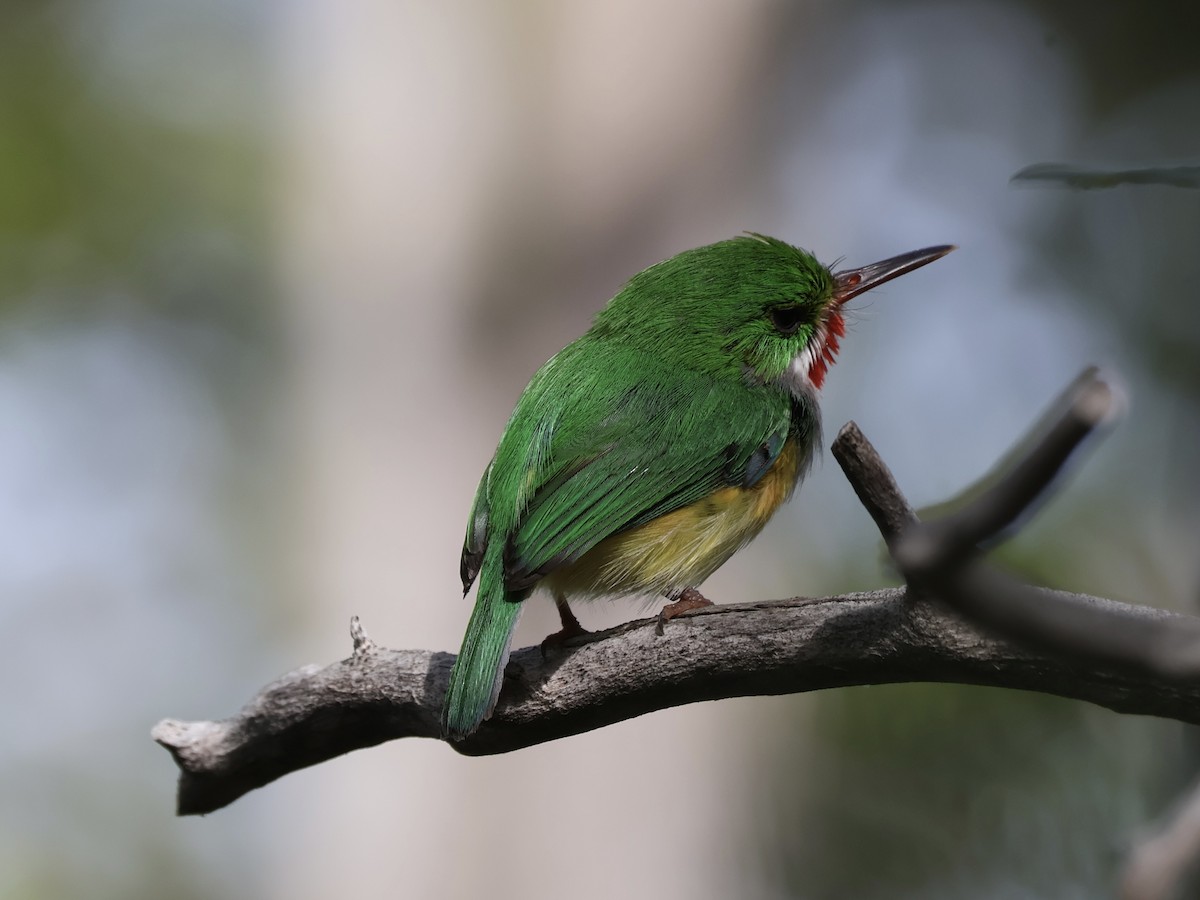 Тоді пуерто-риканський - ML652280948