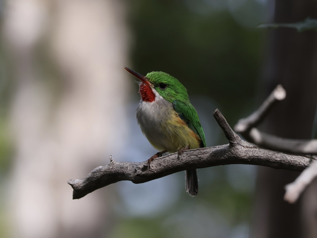 Тоді пуерто-риканський - ML652280949