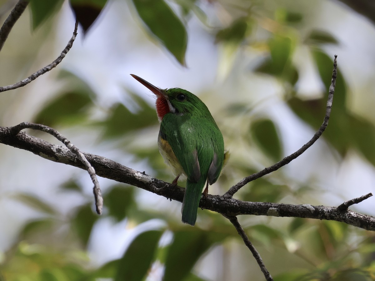 Тоді пуерто-риканський - ML652280952