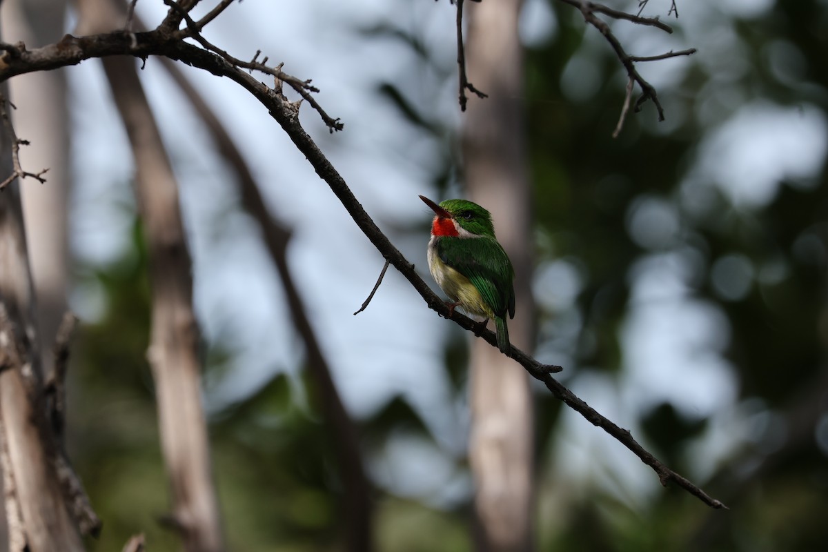 Тоді пуерто-риканський - ML652280953