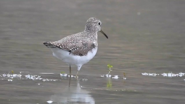 Solitary Sandpiper - ML652281033