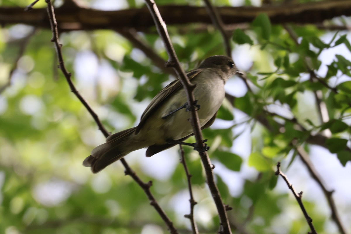 Еленія карибська - ML652281045