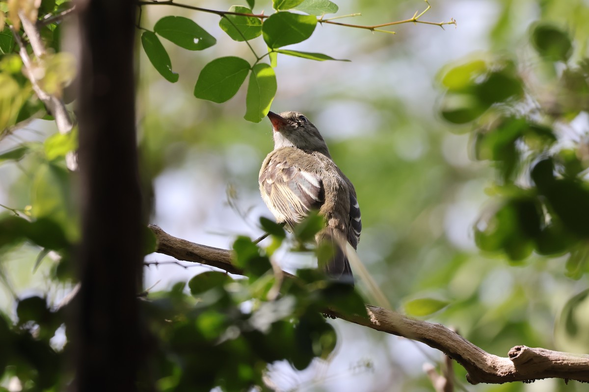 Еленія карибська - ML652281046