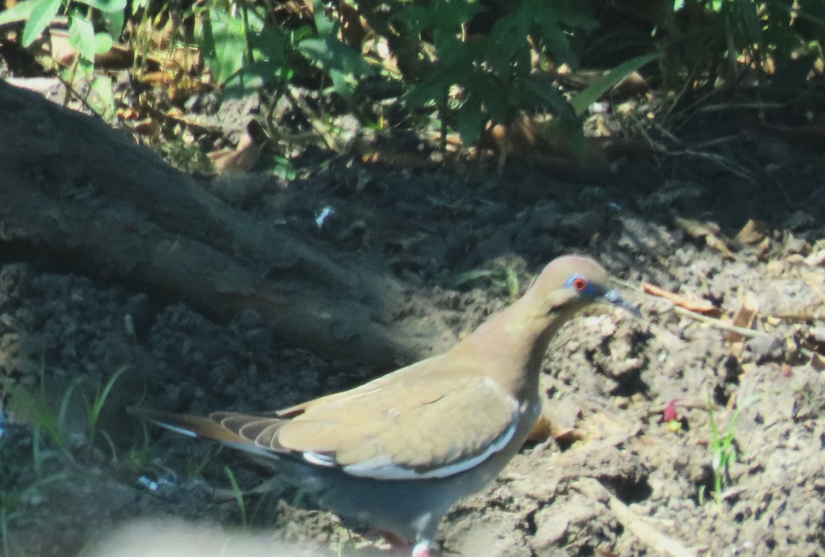 White-winged Dove - ML652281155