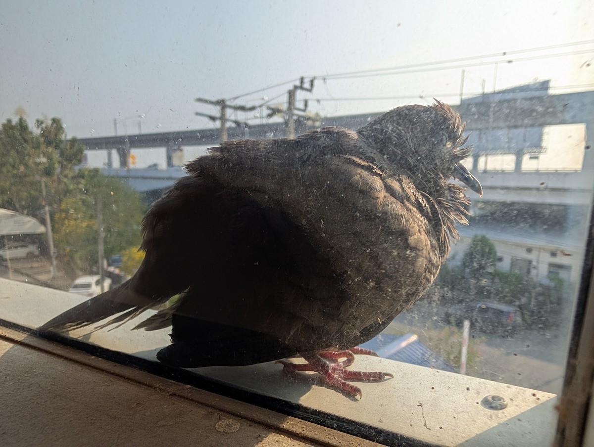 チョウショウバト - ML652281337