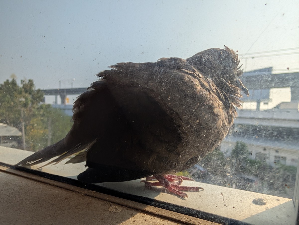 チョウショウバト - ML652281338