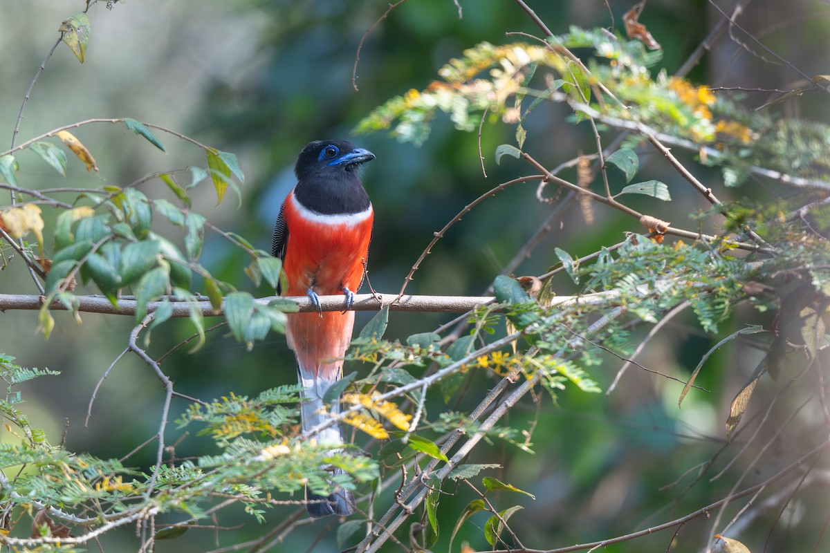 Malabar Trogon - ML652281400