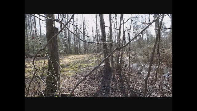 Spring Peeper - ML652281483