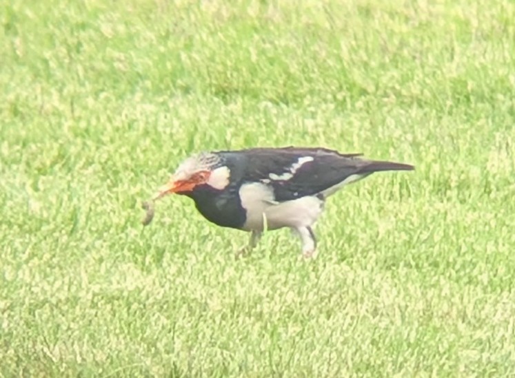 Siamese Pied Starling - ML652281741