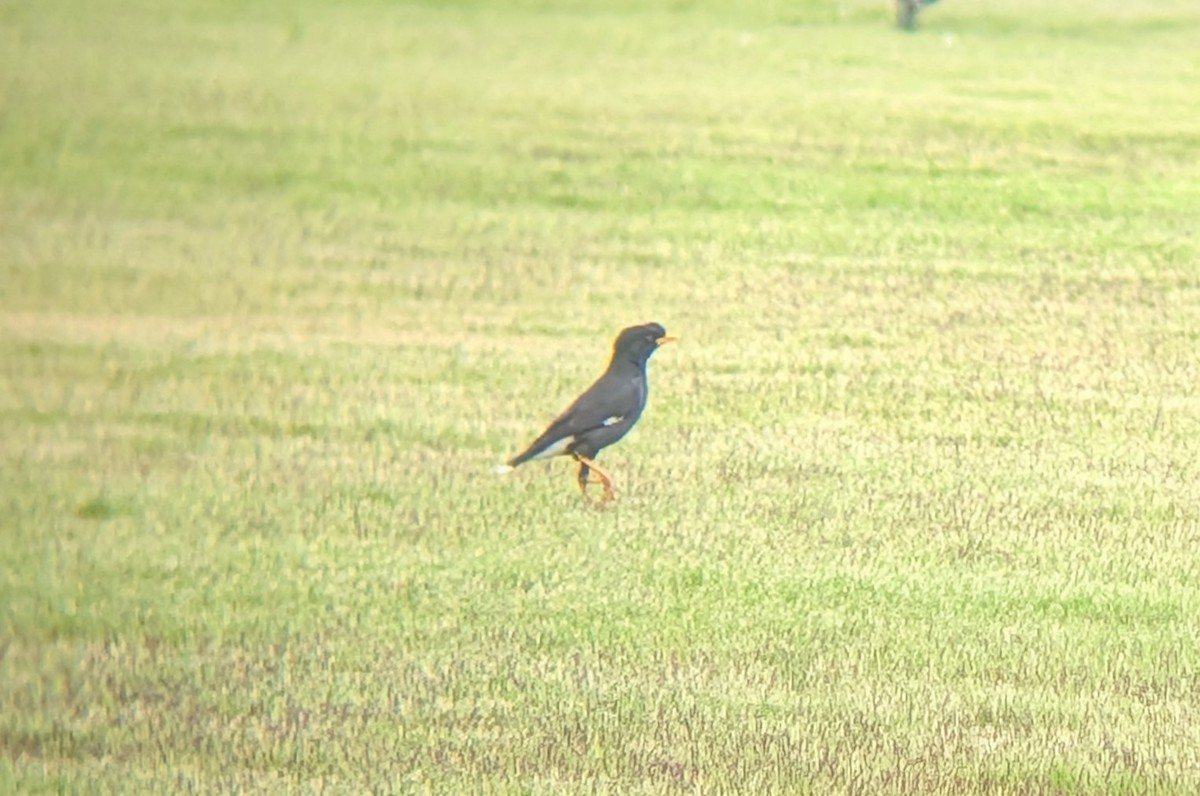 オオハッカ - ML652281746