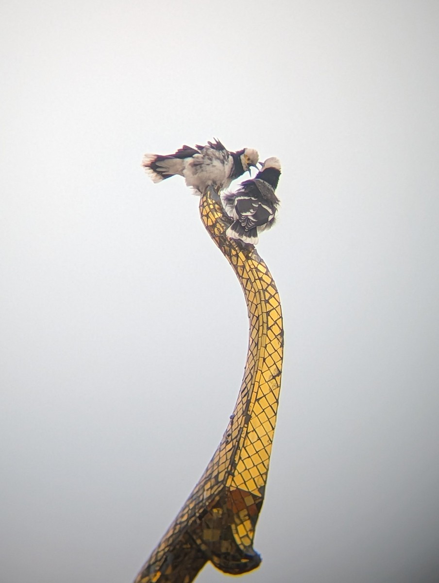 クビワムクドリ - ML652281834