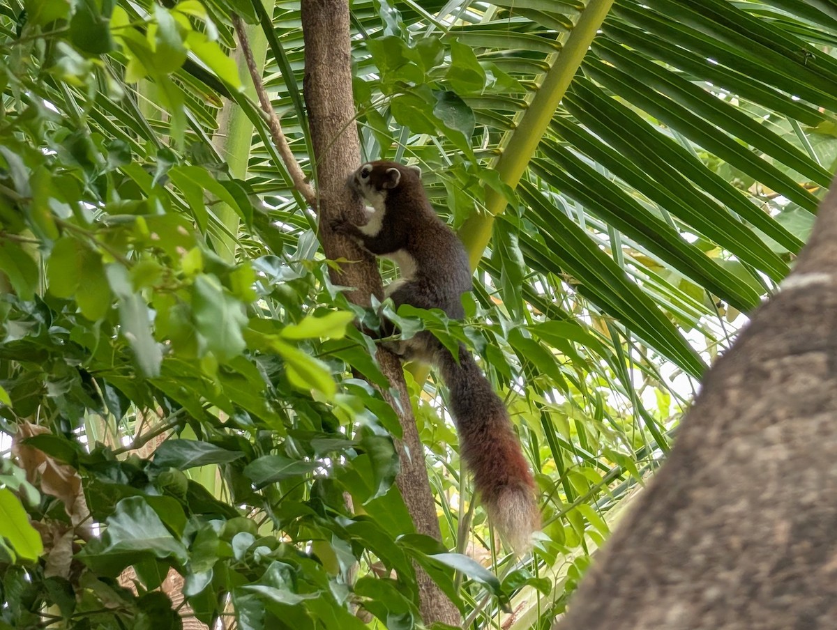 フィンレイソンリス - ML652281970