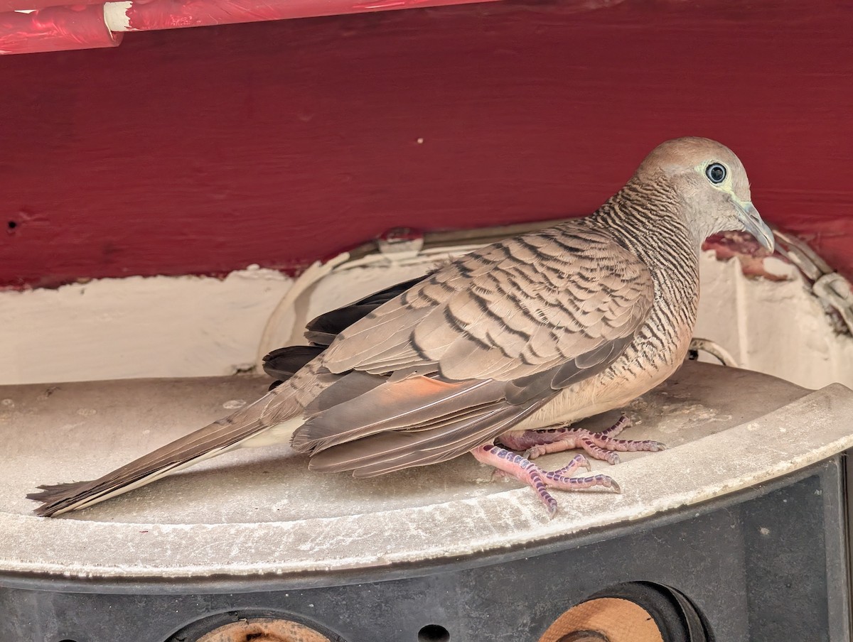 チョウショウバト - ML652282024