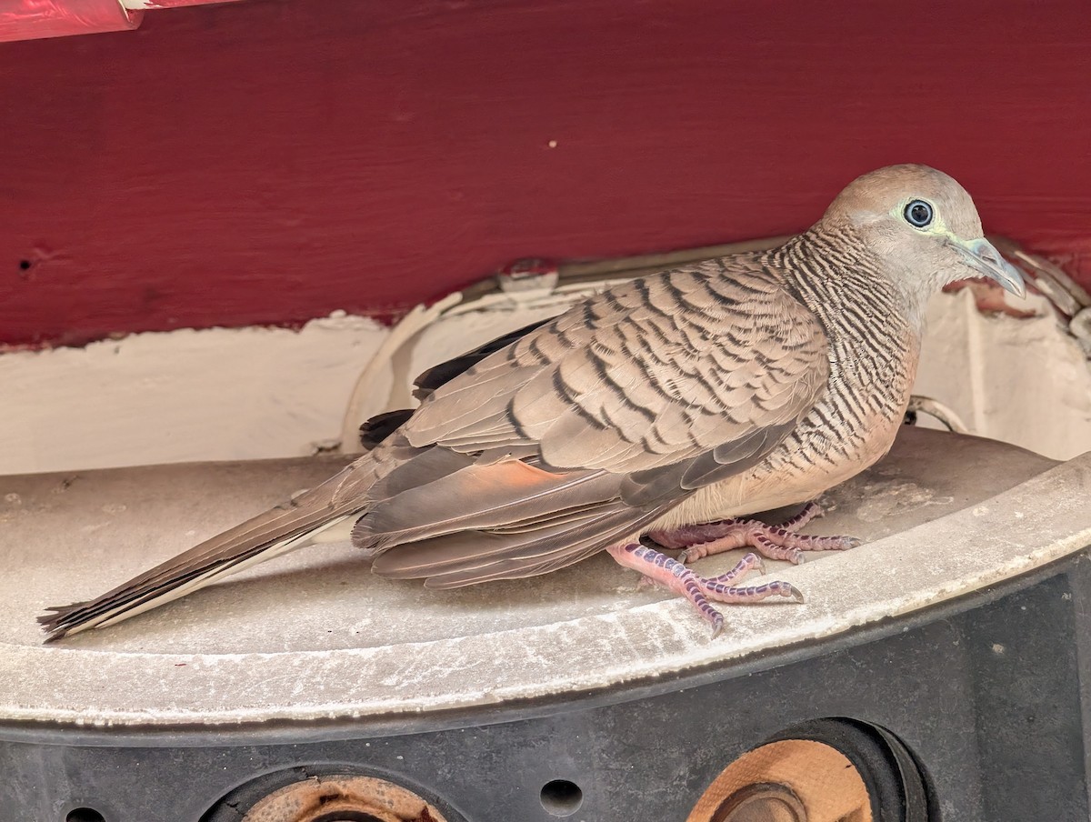 チョウショウバト - ML652282025