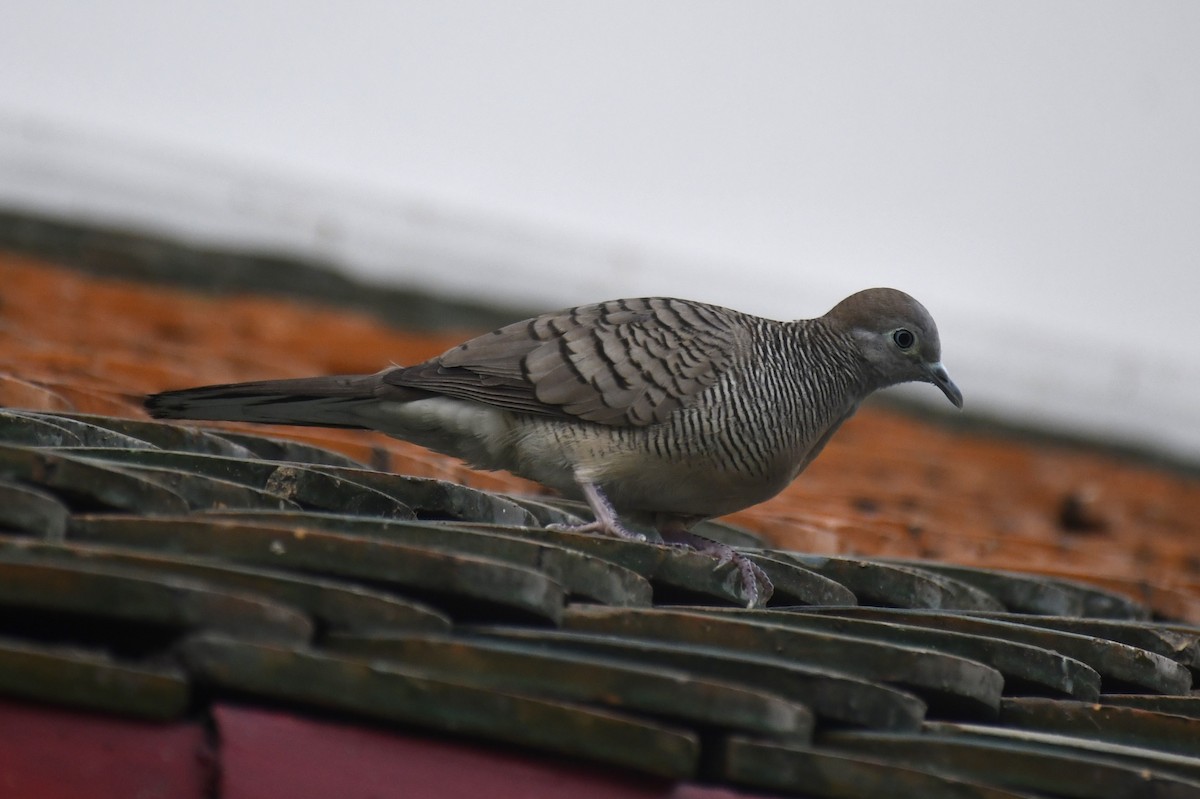 チョウショウバト - ML652282054