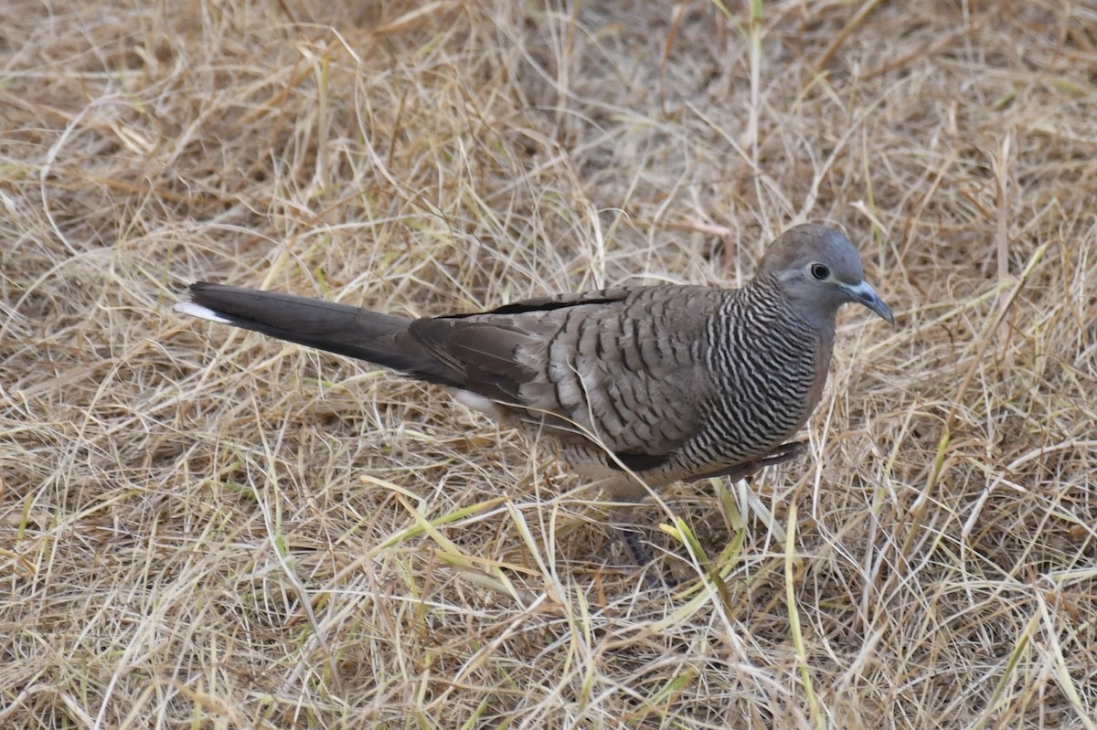 チョウショウバト - ML652282055