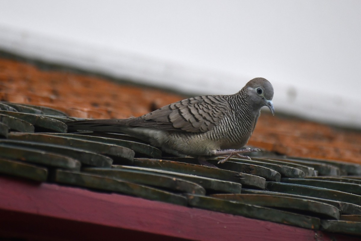 チョウショウバト - ML652282056