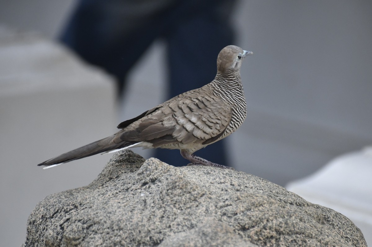 チョウショウバト - ML652282080