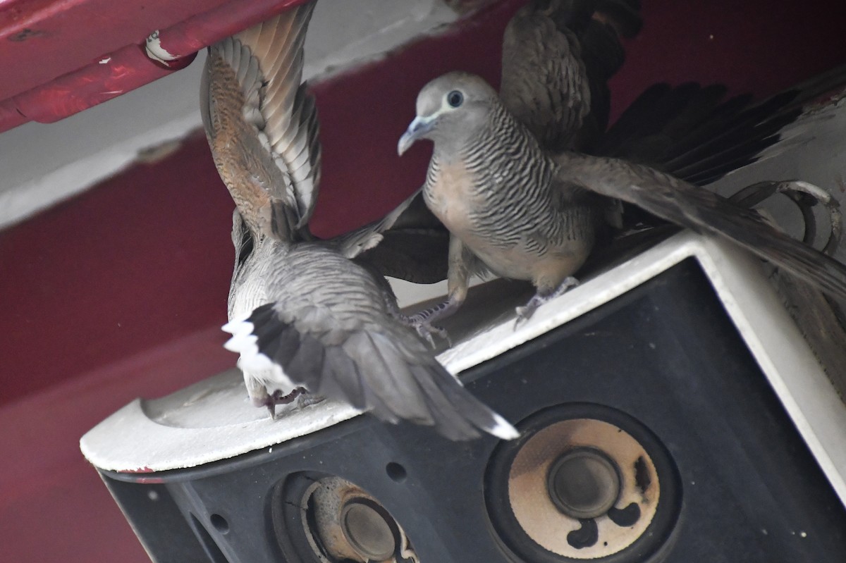 チョウショウバト - ML652282081