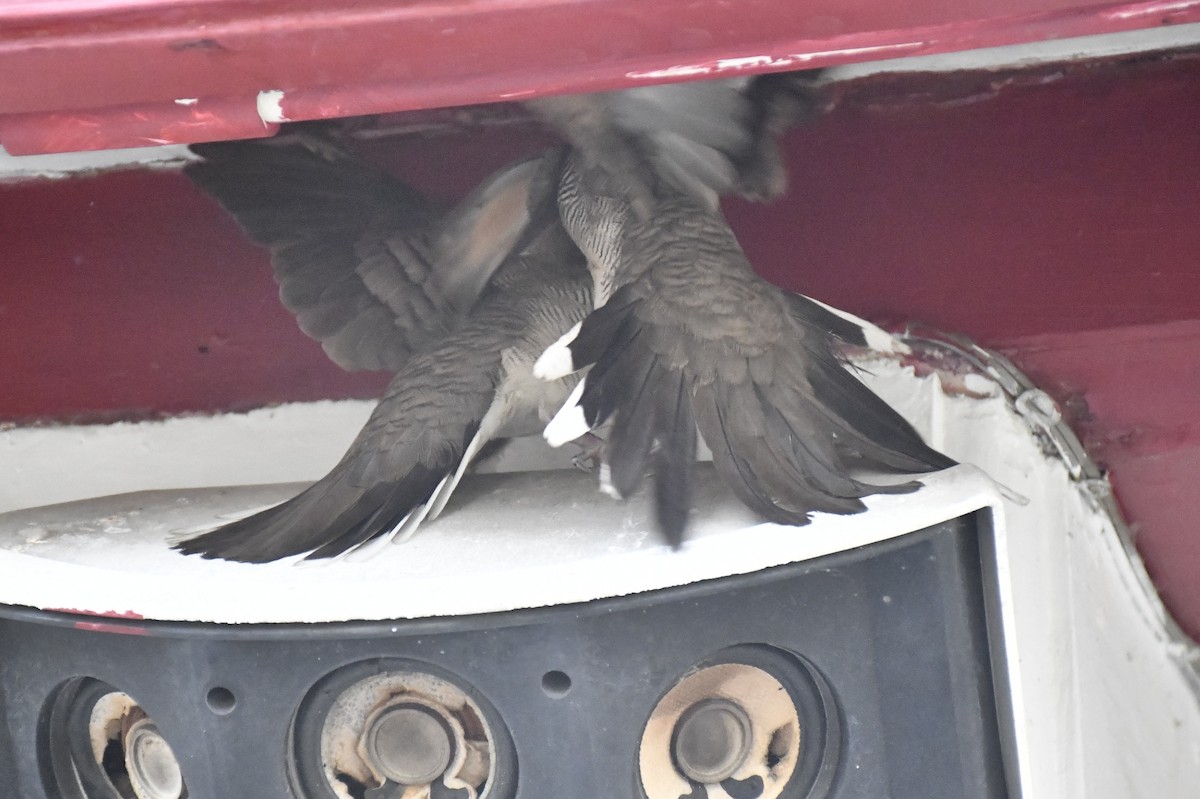 チョウショウバト - ML652282082