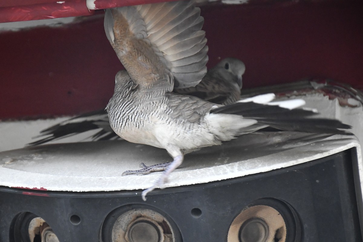 チョウショウバト - ML652282083