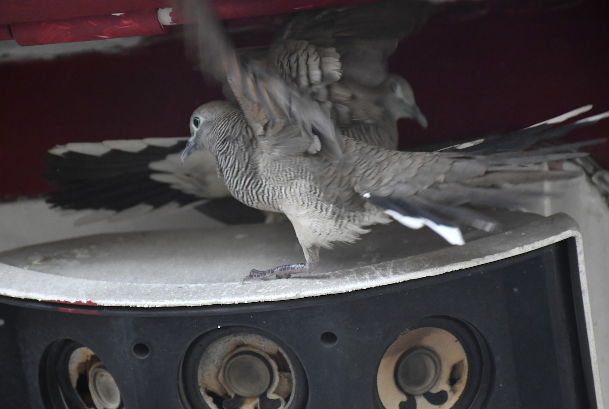 チョウショウバト - ML652282084