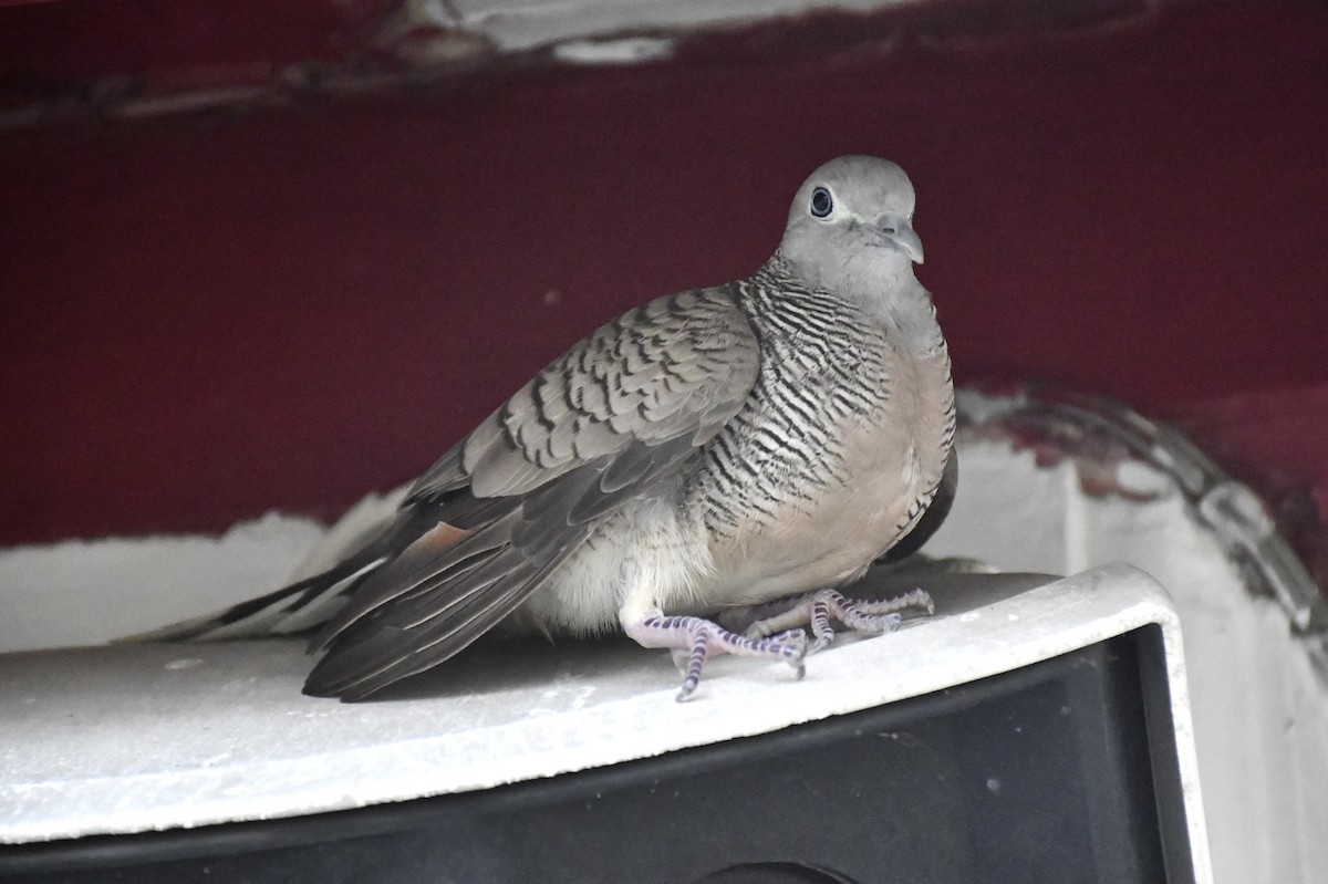 チョウショウバト - ML652282085