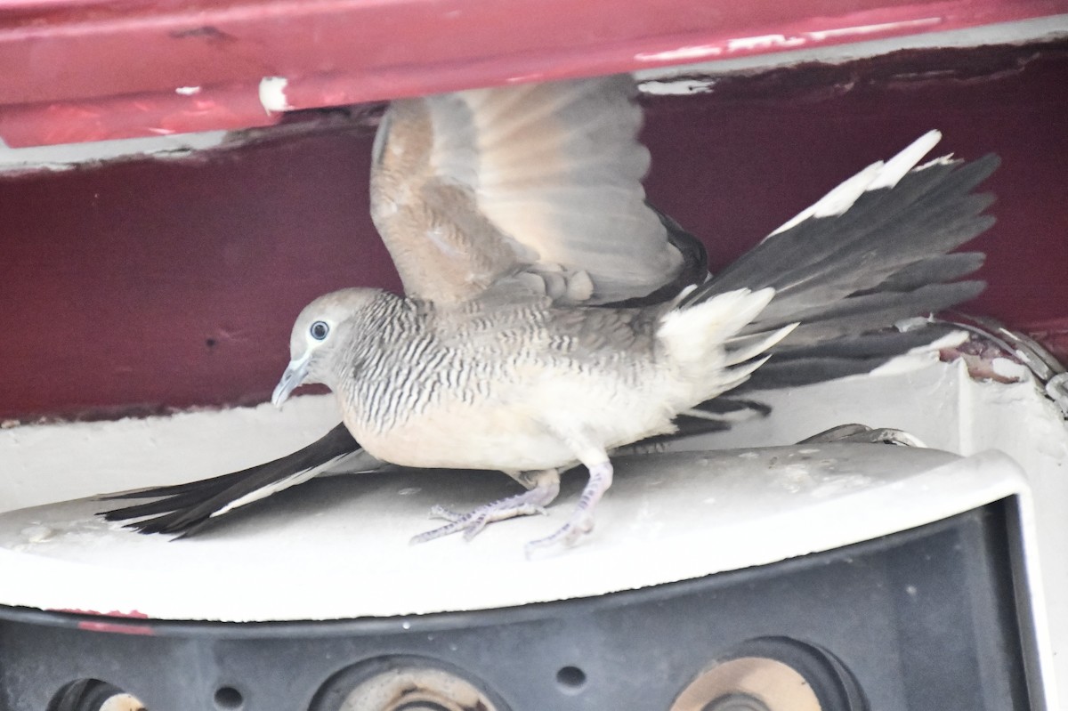 チョウショウバト - ML652282087