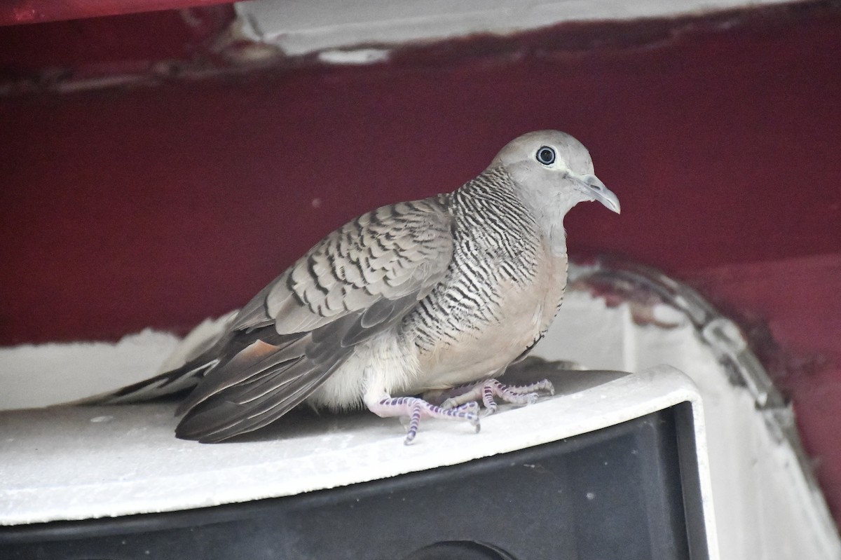 チョウショウバト - ML652282088