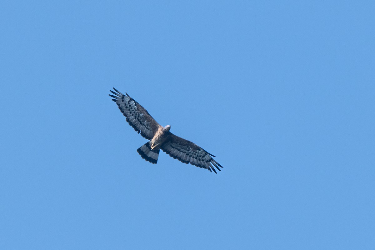 東方蜂鷹 - ML652282090