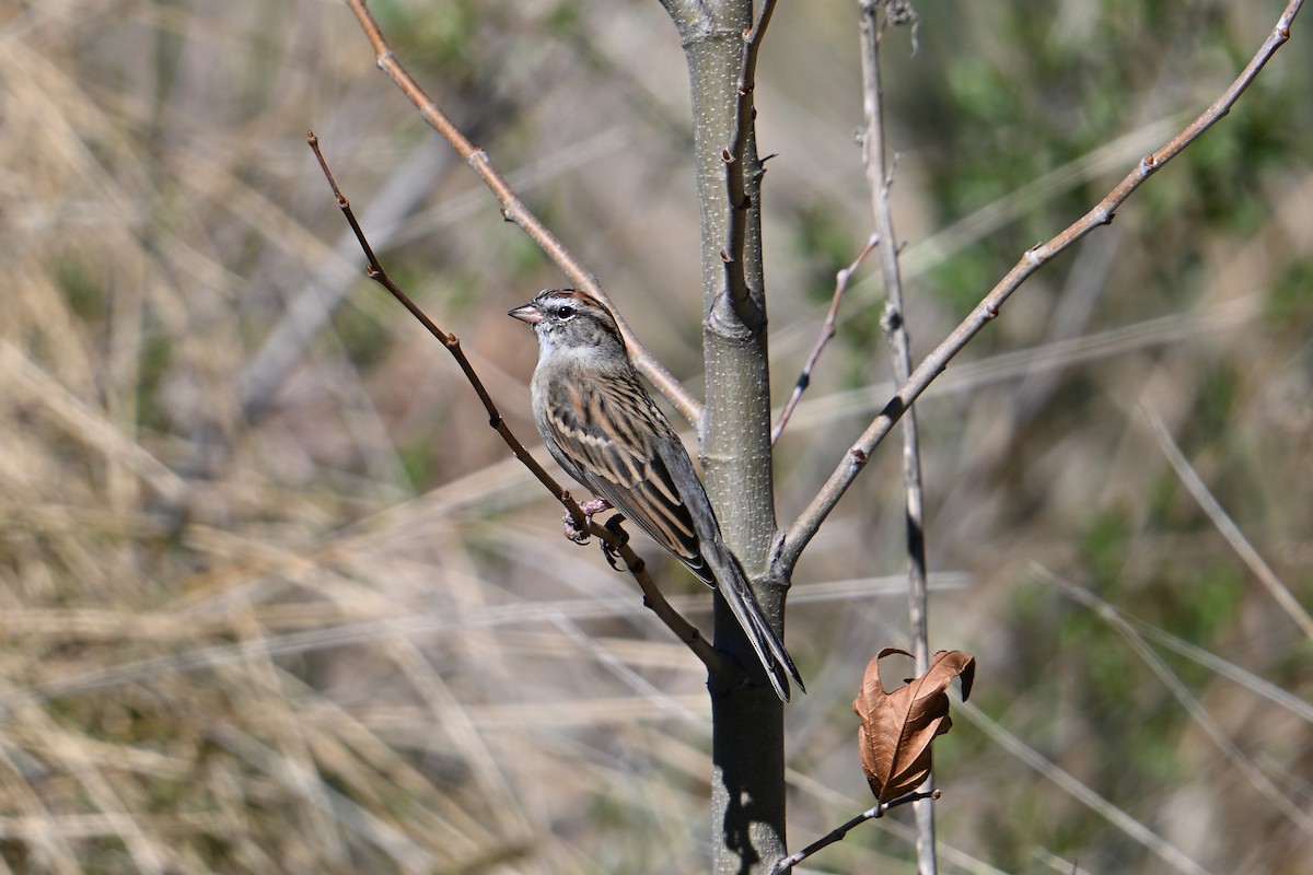 Chipping Sparrow - ML652282123