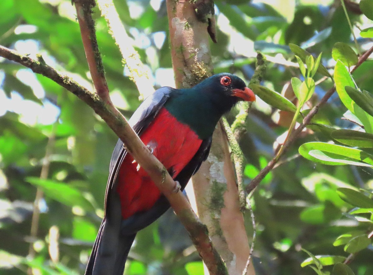 Slaty-tailed Trogon - ML652283264
