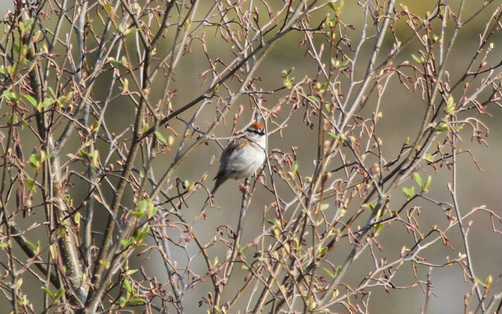 Chipping Sparrow - ML652283583