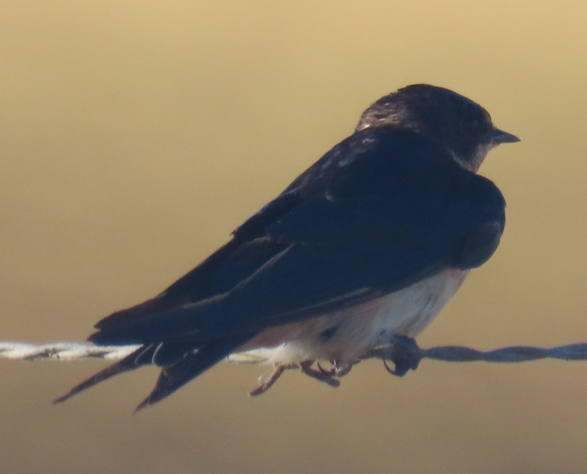 Golondrina Común - ML652283657